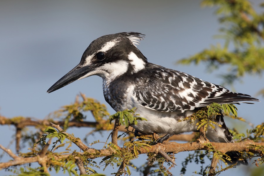 Uganda 2026 - Image 9