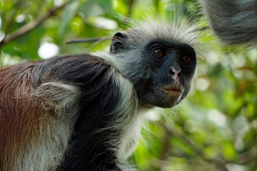 Uganda 2026 - Image 5