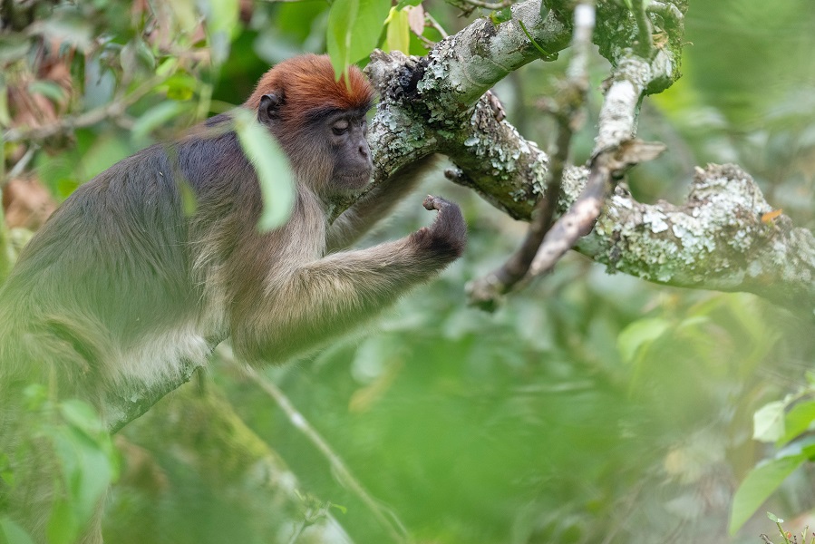 Uganda 2026 - Image 8