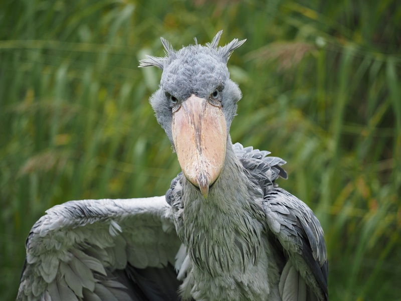 Uganda 2026 - Image 23