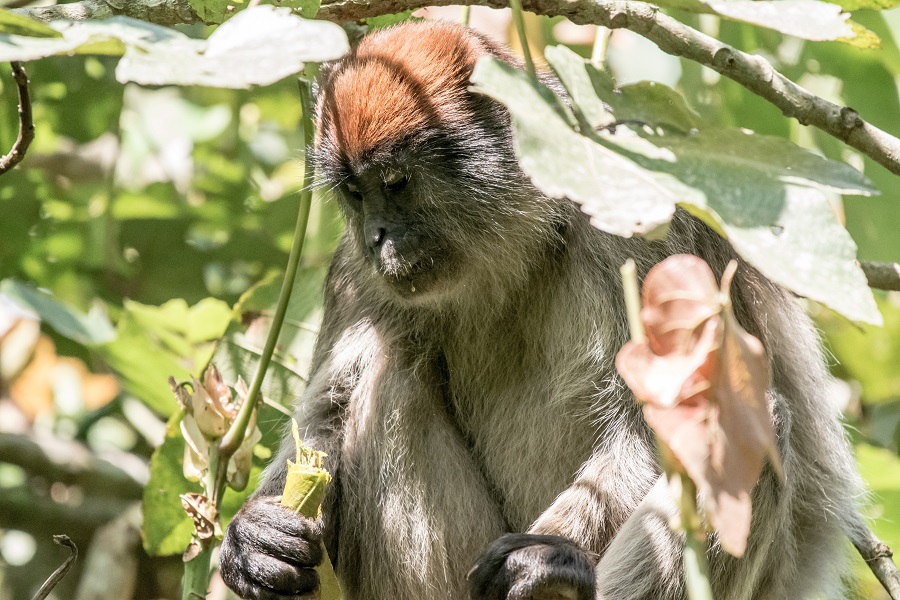 Uganda 2026 - Image 6