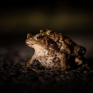 Larkwood 10th May - Adult