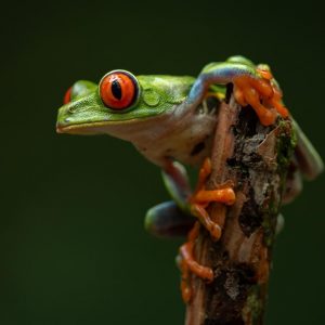 Costa Rica 2027 deposit